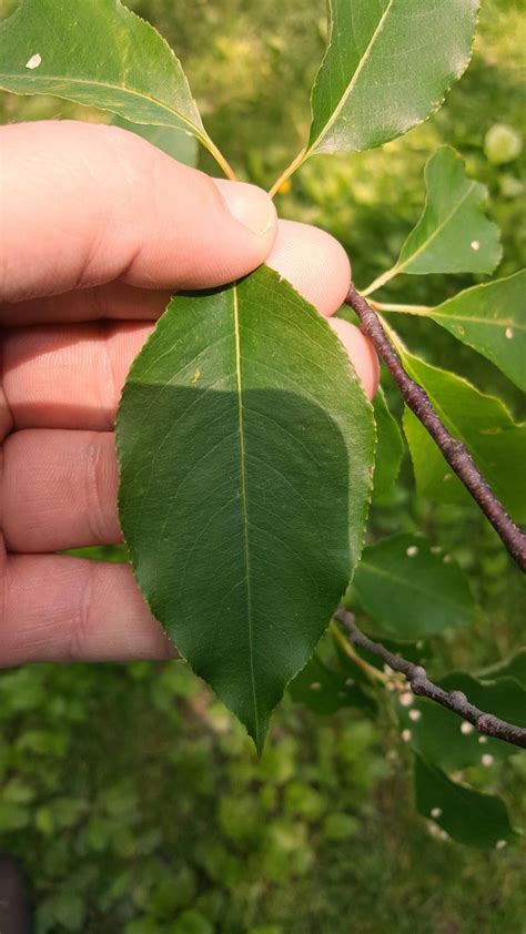 Cherry Tree Leaves Identification