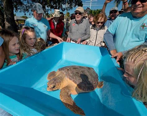 Special Guests The Turtle Hospital Rescue Rehab Release