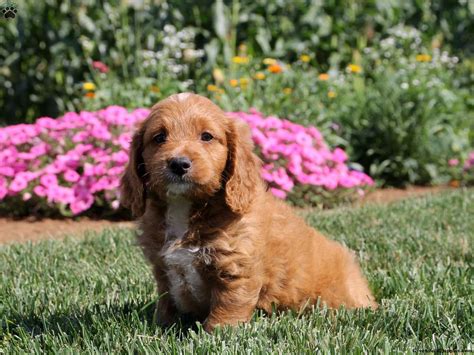 Our dogs are part of our. Brittany Spaniel Mix Puppies for Sale | Greenfield Puppies