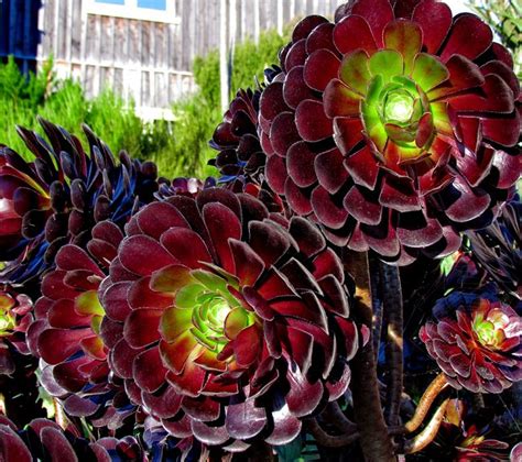 Can you cut back a cactus plant? 20 BLACK Flowers And Plants to Add Drama To Your Garden ...
