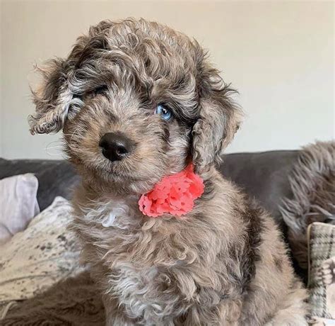 Cavachon and cavapoo puppies for sale with lots of beautiful pictures and descriptions. Cavapoo puppies for adoption near me - Home | Facebook