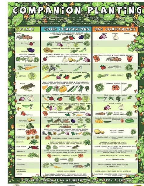 free printable companion planting chart for vegetables
