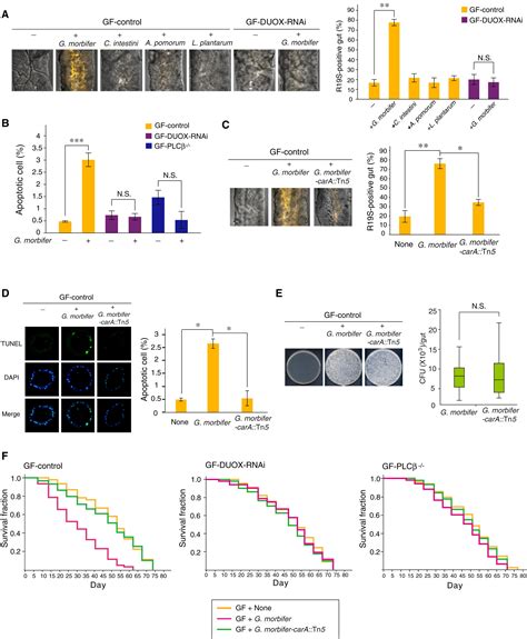 Bacterial Derived Uracil As A Modulator Of Mucosal Immunity And Gut