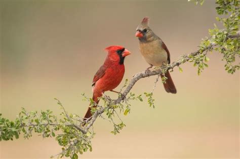 Male Vs Female Cardinals Whats The Difference Birdwatching Buzz