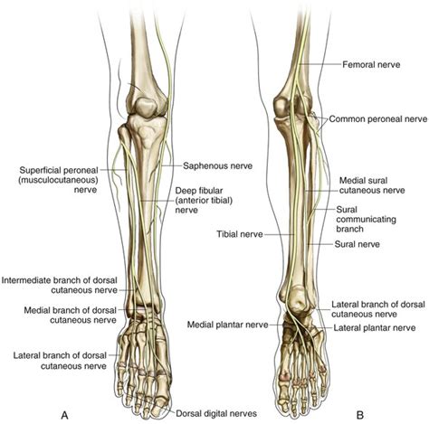 Lower Leg Ankle And Foot Musculoskeletal Key