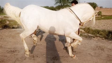 Beautiful Nukra Dancer Horse For Sale Youtube