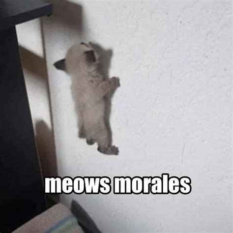 Is Meows Morales Canon The Origin Of Spider Mans Viral Miles