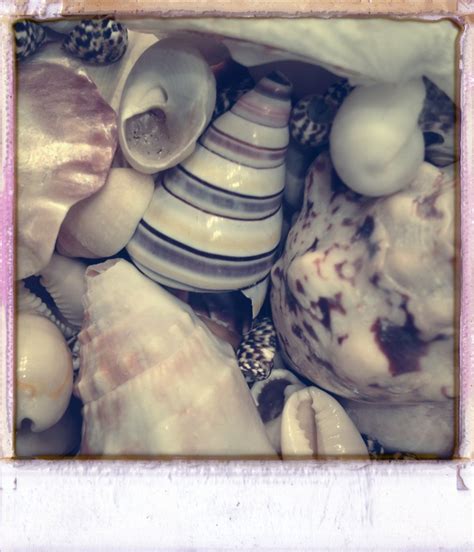 Shells Muscheln Schnecken
