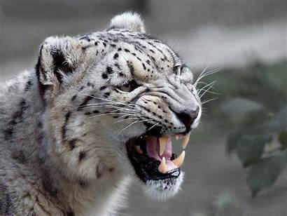 Leopard Snow Teeth Animals Wallpapers Mac Os