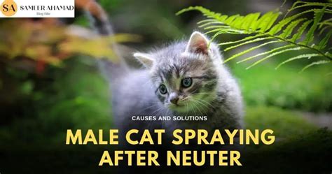 Male Cat Spraying After Neuter Causes And Solutions