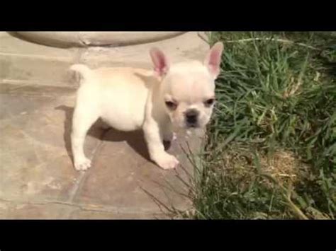 A french bulldog is considered a small to medium breed dog depending on the sire and dam size and on average, french bulldogs tend to grow to their full size (height at the withers and length from the. Tiny Teacup Size Creme French Bulldog in Los Angeles Area ...