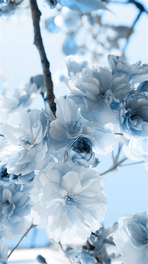 Light Blue Flower Aesthetic Flower