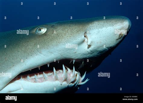 View 18 Nurse Shark Teeth Pictures Iquoteq