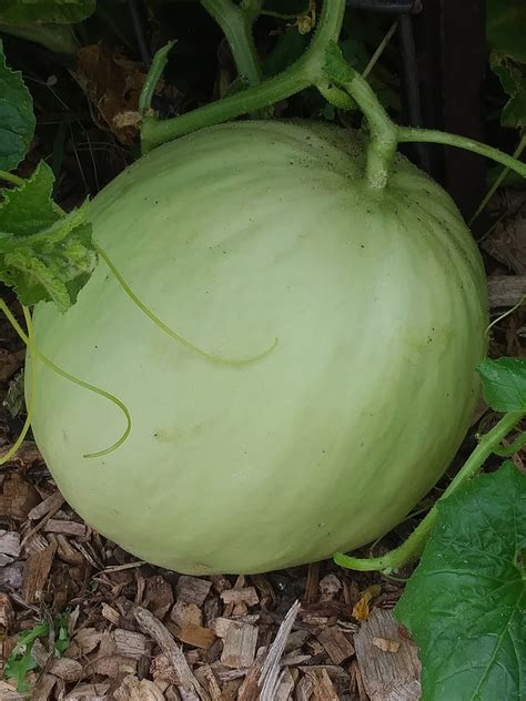 What Kind Of Melon Is This General Gardening Growing Fruit
