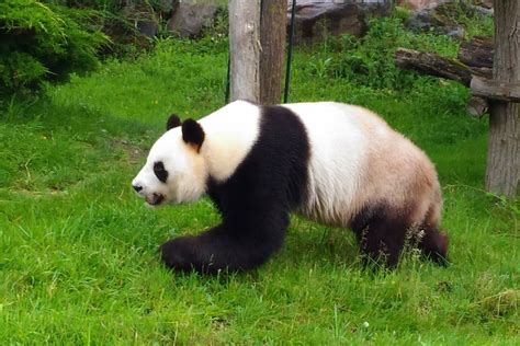 Le Panda Géant Ailuropoda Melanoleuca Est Un Mammifère Qui Vit