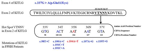 Identification Of A Novel Mutation In The Kitlg Gene In A Chinese