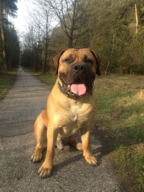 The bullmastiff rottweiler mix (also known as the bull mastweiler) is not a purebred dog. this Boerboel | Bull mastiff dogs, Mastiff breeds, African ...