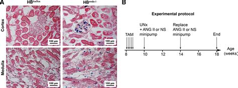 Specific Endothelial Heparin Binding EGF Like Growth Factor Deletion