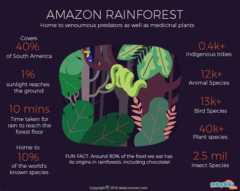 Amazon Rainforest Facts Ographic For Kids Mocomi Artofit
