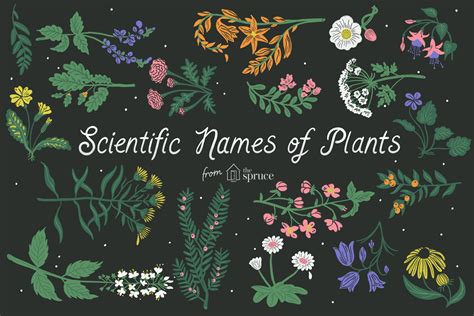 Scientific Names Of Plants List An A Z Database