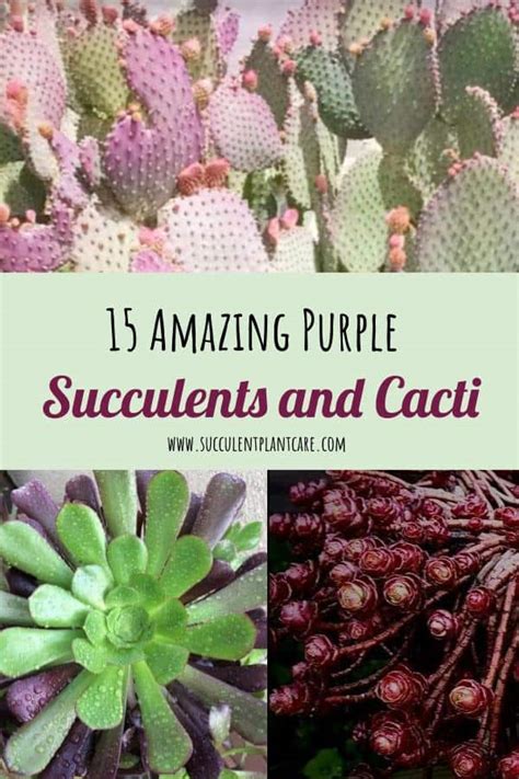 Amazing Purple Succulents And Cacti You Would Love