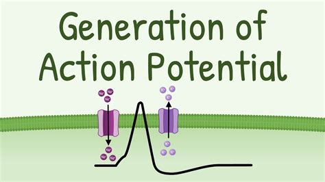 Generation Of Action Potential How Action Potential Is Generated In