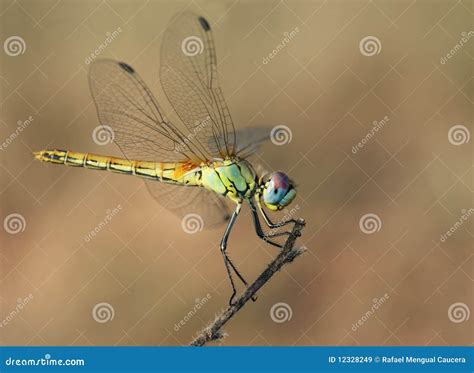 Insect Big Eyes Stock Image Image Of Spring Dragonfly 12328249
