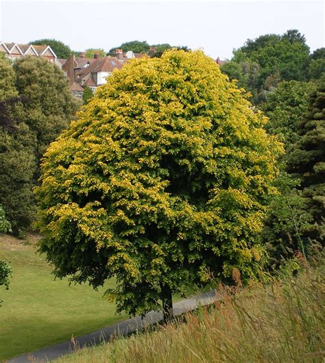 Tilia × Europaea Trees And Shrubs Online