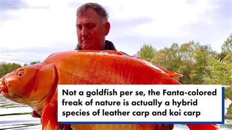 Uk Fisherman Reels In ‘worlds Largest Goldfish Photos The Weekly