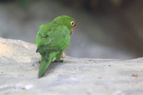 Crimson Fronted Parakeet Aratinga Funschi Portrait Of Light Green