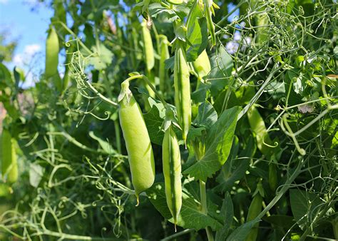 How To Grow Peas In Your Backyard Garden And Happy