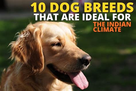 10 Dog Breeds That Are Ideal For The Indian Climate Dog Wise