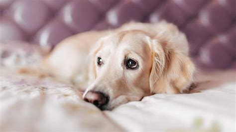 Simple bad breath can be a sign of cancer. Eight Early Signs Your Dog May Have Cancer