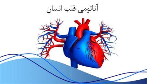 در این مقاله به بررسی آناتومی قلب مانند انواع رگ های قلب پرداخته ایم. پاورپوینت آناتومی قلب انسان