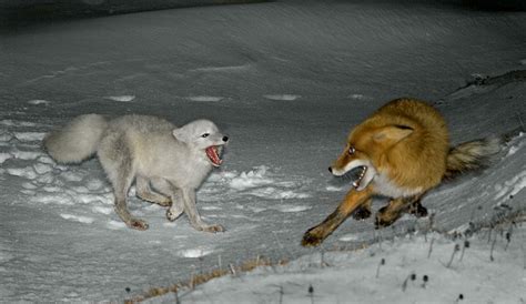 Pictures Of Animals Red Vs Arctic Fox Red Foxes Will Often Kill