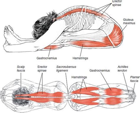 Seated Forward Fold Yoga Muscles Yoga Anatomy Yoga Postures