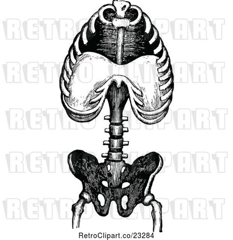 Vector Clip Art Of Retro Human Anatomy Torso Bones By Prawny Vintage