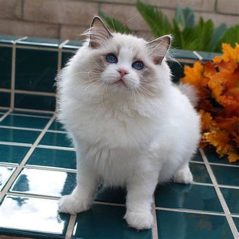 Ragdoll Kitten This Is A Beautiful Blue Bicolor Female From Rock Creek