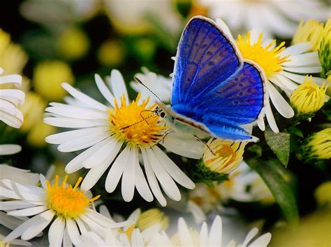 Spring Butterfly Wallpapers Top Free Spring Butterfly
