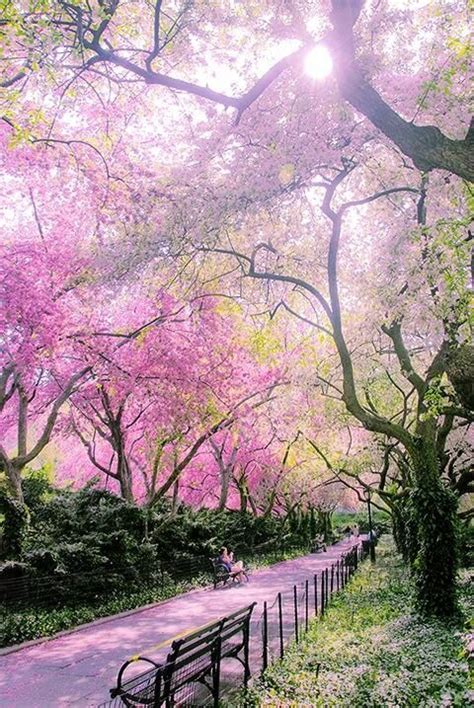 This Is A Great Photo Of Central Park In New York City It Will Be Here