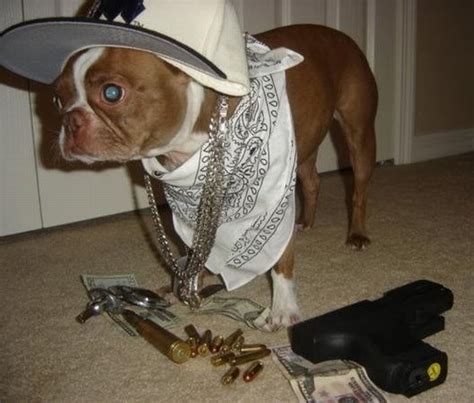 Cute Dogs Wearing Gangsta Clothes All Fun Site