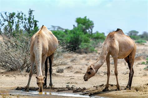 Dromedary description, behavior, feeding, reproduction, dromedary threats and more. Dromedary Camels Drinking Photograph by Babak Tafreshi