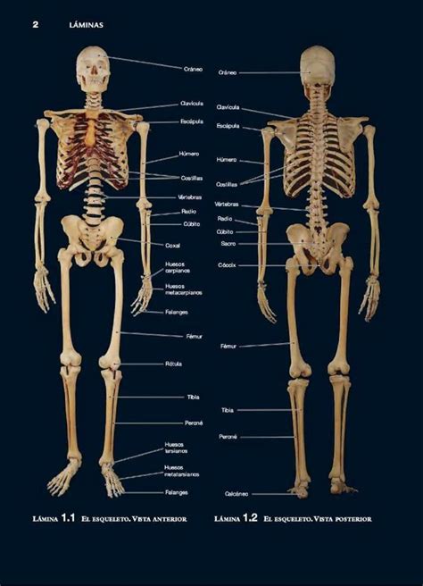 Atlas Del Cuerpo Humano Atlas De Anatomía Anatomía Humana Anatomía