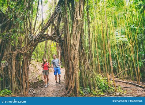 Hawaii Hike Hikers Walking In Lush Rainforest Trekking And Hiking Amongst Banyan Trees And