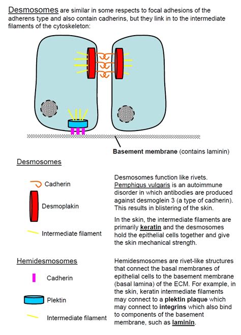 Desmosomes In Cardiac Muscle