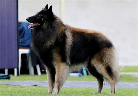 Belgian Shepherd Dog Tervueren Breeds