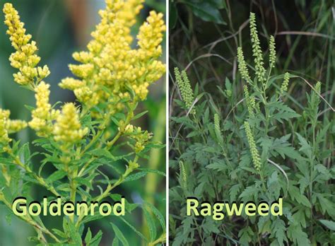 All those staminate flower spikes have elongated and look thin and weedy now. identification - How can I tell if a plant is goldenrod or ...