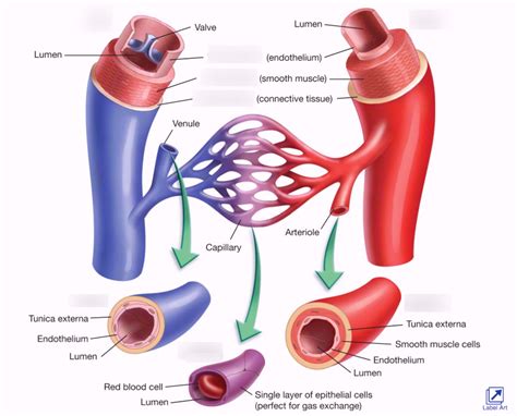 Honors Anatomy Chapter Unit Blood Vessels And Circulation Diagram Quizlet