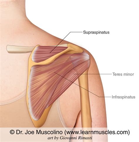 Supraspinatus Learn Muscles