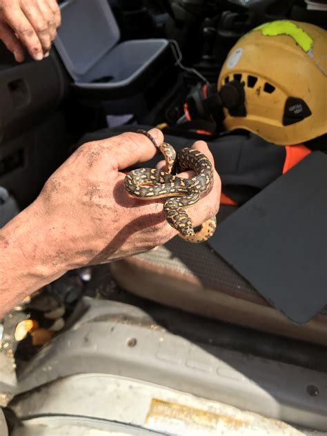 Tree felling is one of the most difficult jobs to estimate the cost without having a tree feller or tree surgeon inspect the tree first and the for trees under 15ft, the prices are lower so expect to pay from £75 to £250. Found inside tree being cut down [East coast of NSW ...